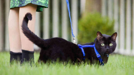 Un gato portador del coronavirus en Bélgica, un caso "aislado" según expertos