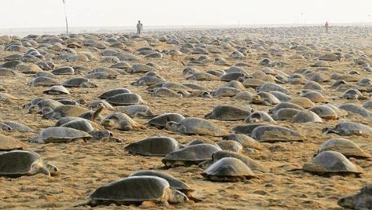 Miles de tortugas anidaron en las playas vacías por la cuarentena en la India