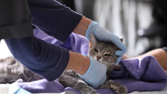 Nuevo estudio: inocularon el coronavirus humano en varios animales, incluyendo mascotas