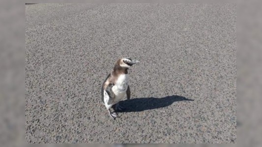 El lado b del coronavirus: apareció un pingüino caminando por las calles de Miramar