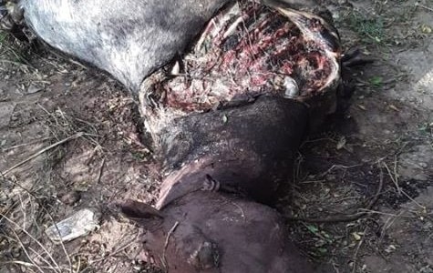 Río Segundo: Preocupación por el robo y faenamiento de caballos