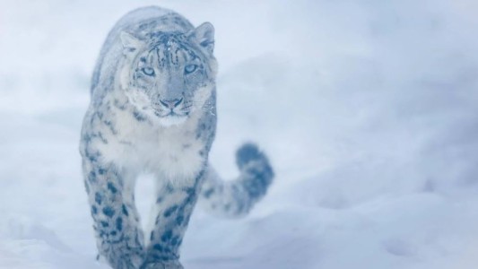 Efecto cuarentena en Rusia: captan por primera vez en años al leopardo de las nieves