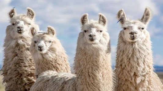 La sangre de llama podría ser una aliada para luchar contra el coronavirus