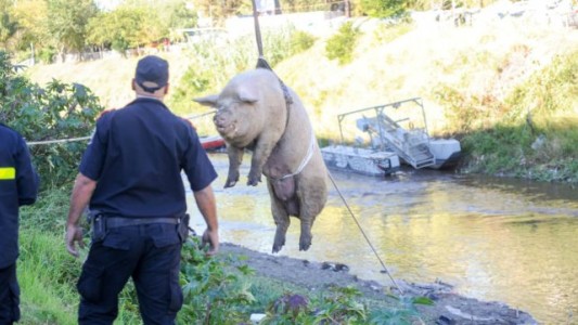 Video: así fue el rescate de "Bobby", el enorme chancho que apareció en un arroyo de Rosario