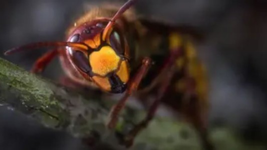 "Avispones asesinos": alerta por un insecto mortal para las personas y las abejas