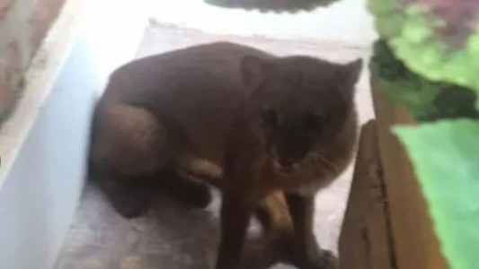 Apareció un puma en peligro de extinción en el patio de una casa en Entre Ríos