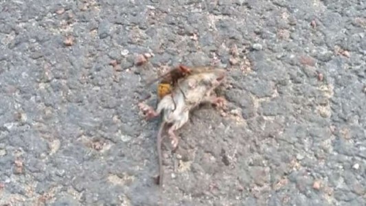 El momento en que un "avispón asesino" mata a un ratón