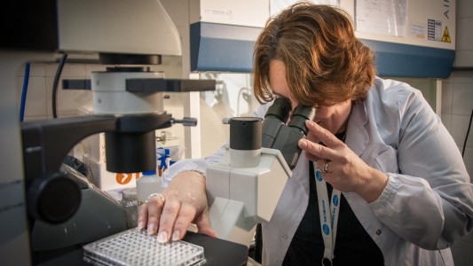 Científicos argentinos avanzan en la obtención de anticuerpos de animales contra el Covid-19