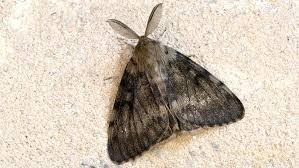 Otra alarma en Estados Unidos: ahora temen por la llegada de la "polilla gitana"