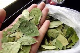 Morales pidió a la Justicia que las hojas de coca incautadas sean repartidas de manera gratuita