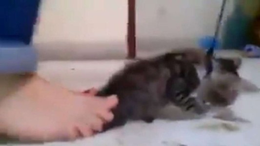 Video macabro: unas nenas mataron a un gatito a pisotones para cumplir un supuesto reto viral
