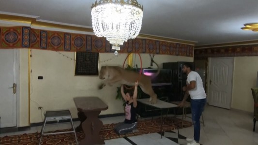 Video: domadores de leones ofrecen shows desde su living