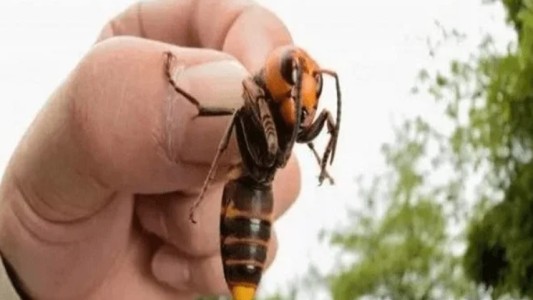 Denuncian matanza innecesaria de abejas por temor al "avispón asesino"