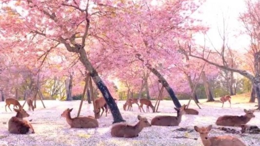 El lado b del coronavirus: el video de cientos de ciervos descansando bajolos cerezos en flor