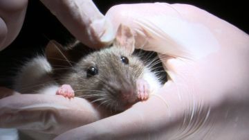 Alarma en Hong Kong: ratas contagian nueva cepa de hepatitis E a humanos