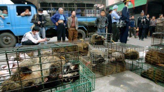 Prohíben el consumo de animales salvajes en la ciudad china de Wuhan