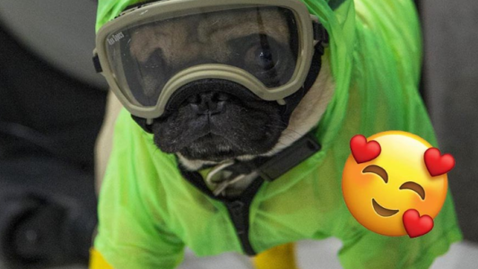 Él es Harley, el pug psicoterapeuta de los médicos que combaten el COVID-19 en CDMX