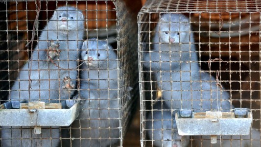 OMS: "Se trataría de los primeros casos conocidos de transmisión de animales a humanos"