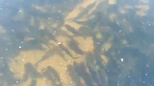 VIDEO| Se llenó de peces dónde hacía años no se veía ni uno