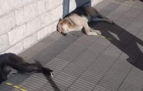 Foto viral: Los perros que si respetan el distanciamiento social