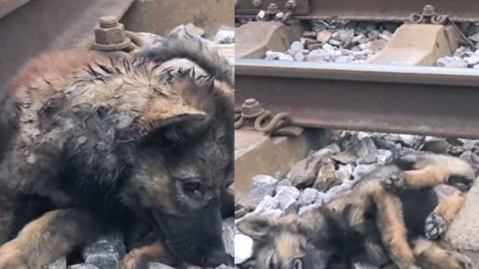 Video: el perrito al que apedrearon y tiraron a las vías del tren fue salvado milagrosamente
