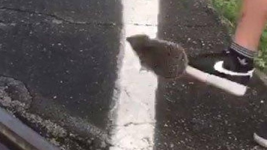 Video macabro: juegan al fútbol con un erizo hasta matarlo