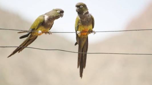 Torturaron y mataron a su niñera de 8 años por dejar escapar a 4 loros