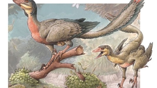 Presentan un pequeño dinosaurio carnívoro con alas hallado en Río Negro