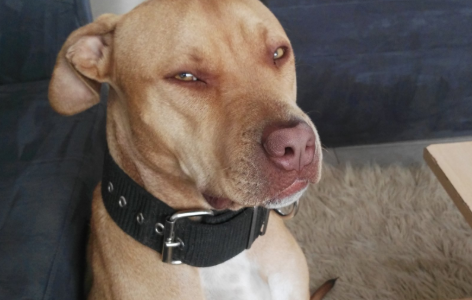 Feroz ataque en Villa Corina: un pittbul le amputó el brazo a su dueño