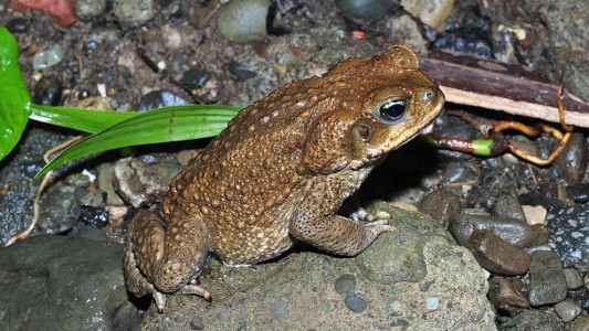 Alarma en Estados Unidos por la invasión del sapo venenoso que puede matar a una mascota en 15 minutos