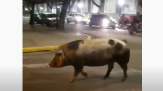 Detuvieron a un chancho en pleno centro de Paraná