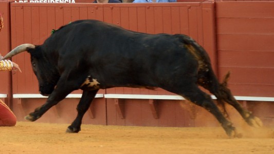 Prohíben el maltrato o la muerte del toro en las corridas de Bogotá
