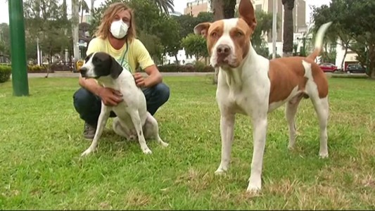 El argentino varado en Perú que no quiso volver sin sus perros