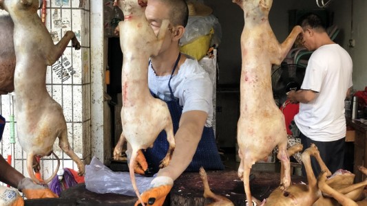 En plena pandemia, empezó en China el festival de carne de perro