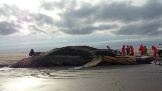 Hallaron una ballena jorobada muerta en playa de Marisol