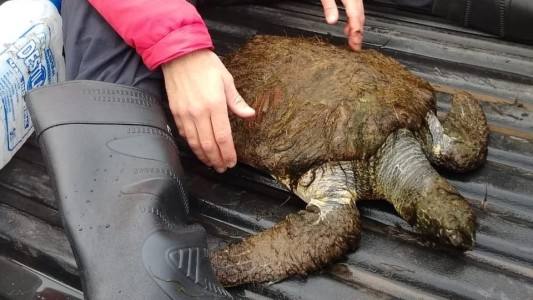 En peligro de extinción: rescataron a una tortuga verde en Necochea