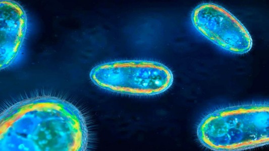 Alerta en Estados Unidos: confirman un caso de la ameba "comecerebros" en Florida