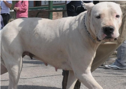 Una perra dogo desgarró la pierna de una niña de 6 años en Huerta Grande