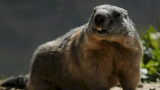 Rusia prohibió la caza de marmotas por temor a la peste bubónica