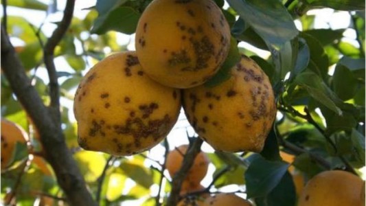 Por la "mancha negra", suspenden exportaciones de limones a Europa