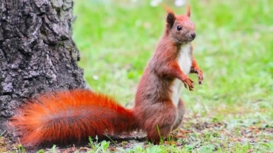 Alerta en una ciudad de Estados Unidos por una ardilla con peste bubónica