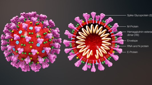 Descubren de que manera "desnutrir" al coronavirus y evitar su reproducción en los pulmones