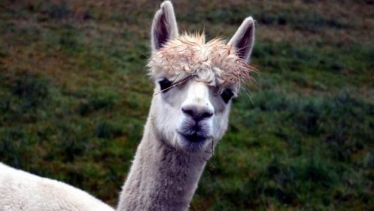 Los anticuerpos generados por las llamas neutralizaron al coronavirus en el laboratorio