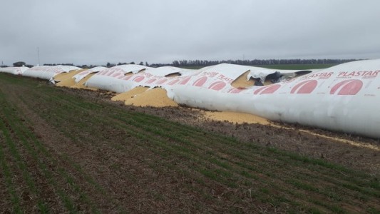 Bandidos rurales en General Roca y Morrison: rompen silobolsas y roban 25 toneladas de soja