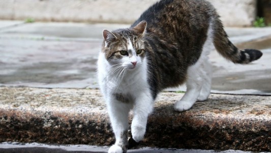 Un gato con coronavirus: el primer animal que da positivo en el Reino Unido