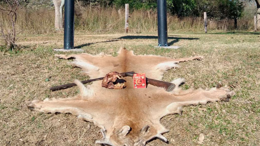 Tras viralizarse en redes el video de la caza de un puma, allanan vivienda de un isleño