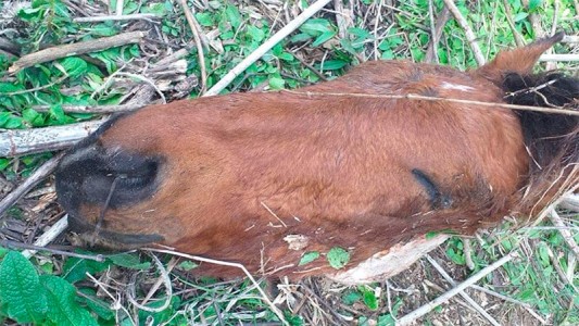 Gualeguaychú: hallaron faenados a 13 caballos que habían sido robados
