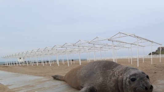 Un elefante marino apareció en una playa de Mar del Plata