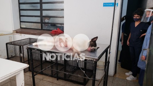 Una perra herida en una nueva balacera que sacudió a barrio Tablada