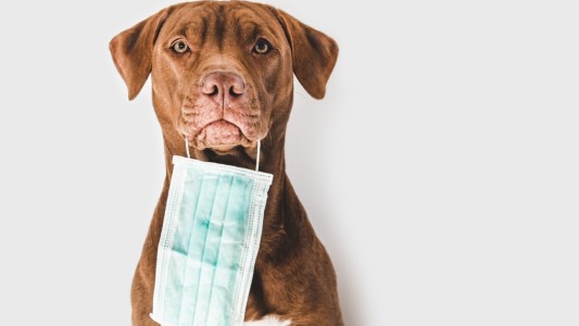 Un nuevo estudio encontró que los perros podrían detectar el coronavirus